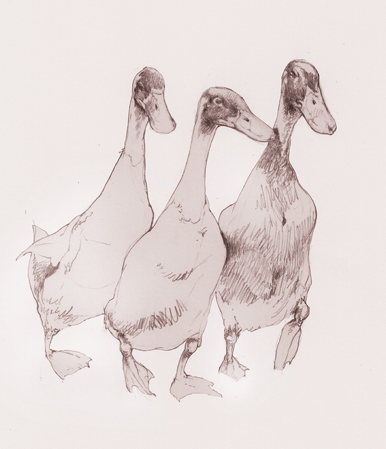 3 ducks walking
